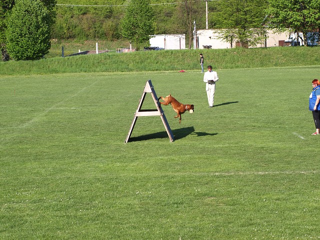 www.atibox.net * www.euroboxer.eu * www.boxergenealogia.eu